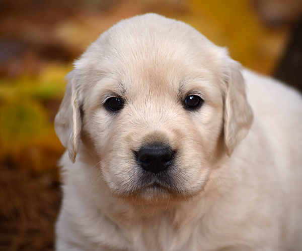 white golden retriever puppy english cream for sale near me